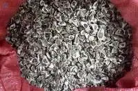 Moringa Seeds