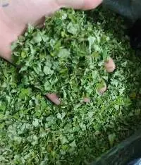 Moringa Leaves