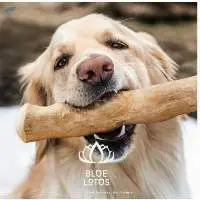 Coffee Wood Chew
