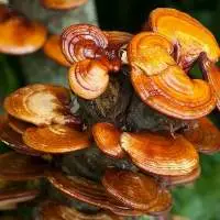 Lingzhi Reishi Mushroom