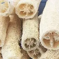Loofah Sponge