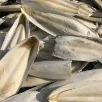 Raw Untrimed Unbleached Cuttlefish Bone