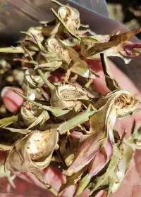 Dried Artichoke Flower