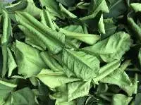 Thai Lime Leaf or Bergamot Leaf