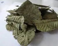 Dried Guava Leaf