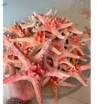 Seastar Seashell Vietnam Starfish Dried