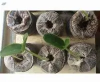 Coco Peat Pellets (Coir Pith Jiffy)