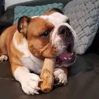Pet Toys - Coffee Wood Chew
