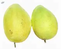 Fresh Honey Mango (Cat Chu)