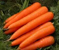 Fresh Carrots