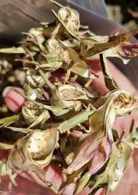 Dried Artichoke Flower