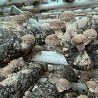 Non Gmo Dried Shiitake Mushroom