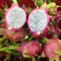 Vietnam Fresh Dragon Fruit