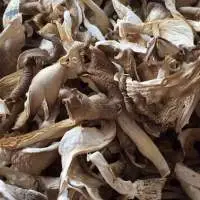 Dried Oyster Mushroom