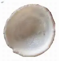 IQF Frozen Coconut
