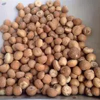 Betel Nut