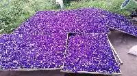 Dried Butterfly Pea Flower
