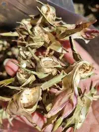 Dried Artichoke Flower