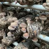 Dried Head/ Stem Shiitake Mushroom