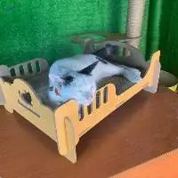 Cat Scratching Pet Toys