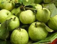 Fresh Guava