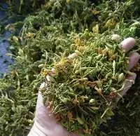 Dried Male Papaya Flowers