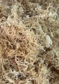 Dried Sea Moss