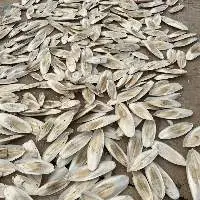 Raw Untrimed Unbleached Cuttlefish Bone