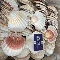 Oyster Scallop