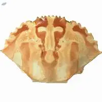 Dried Crab Seashell