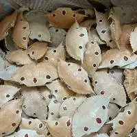 Dried Crab Shell