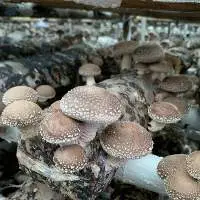 Dried Shiitake Mushroom