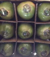 Whole Green Coconut