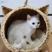 Pet House Made In Viet Nam