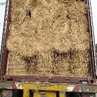 Dried Rice Straw For Animal