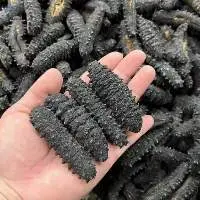 Dried Sea Cucumber 