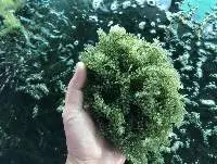 Dried Sea Grape