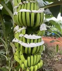 Vietnamese Fresh Banana