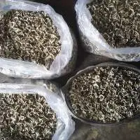 Moringa Seeds