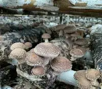 Dried Shiitake Mushroom