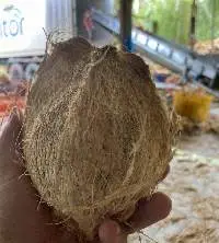 Semi Husked Coconut