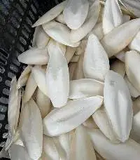 Cuttlefish Bone