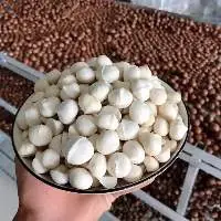 Dried Macadamia Nuts