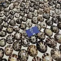 Polish Limpet Sea Shells