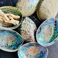 Abalone Seashells