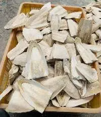 Broken Cuttlefish Bone