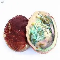 Abalone Shell