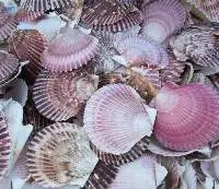 Scallop Shells