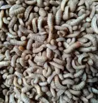 Dried Canxi Mealworms