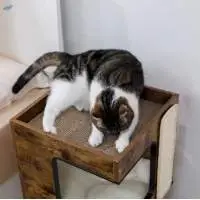Cat Scatching Table